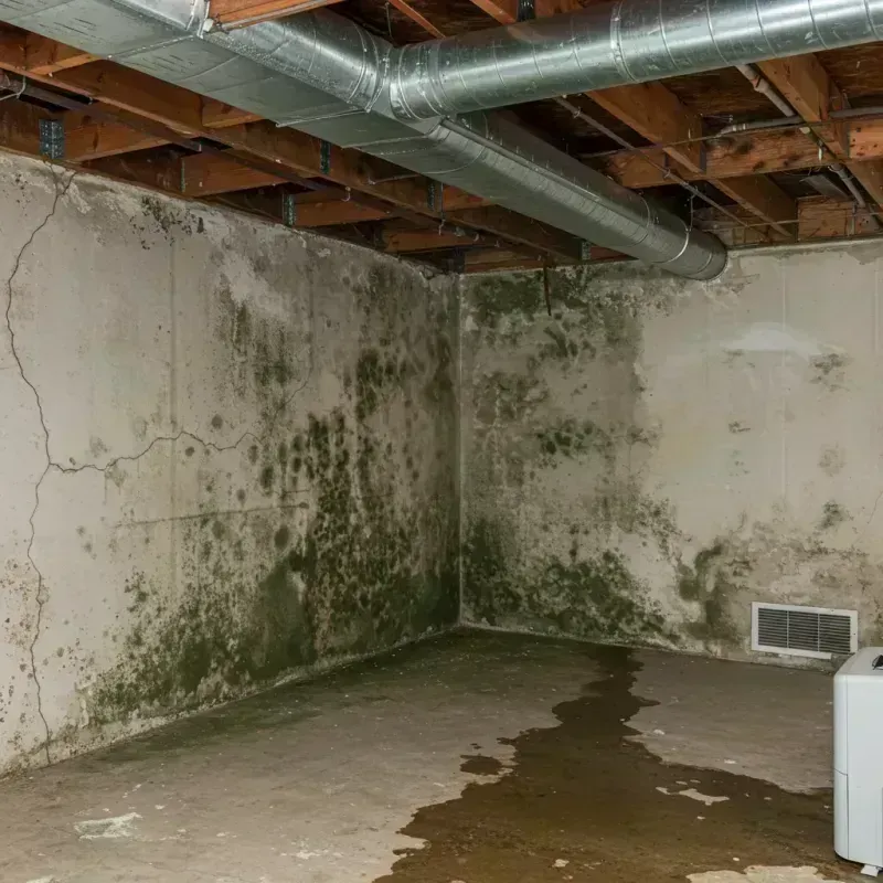 Professional Mold Removal in Hilton Head, SC